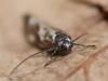 Ethmia quadrillella